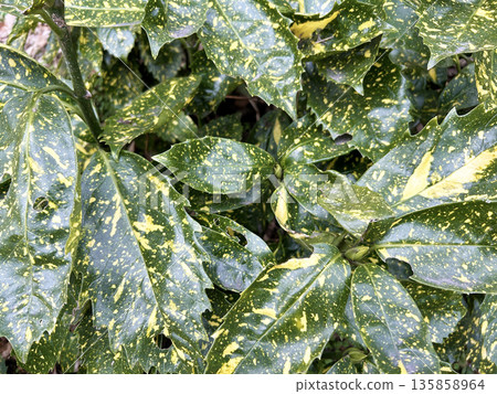 多彩青木 135858964