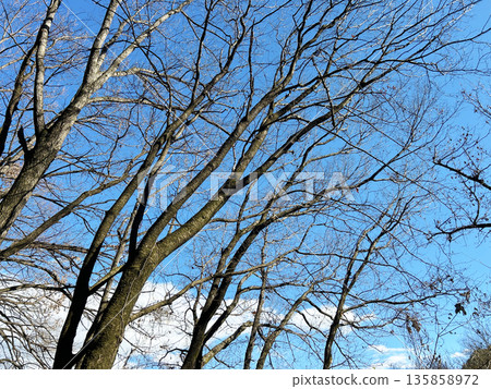 藍天和死的樹 135858972