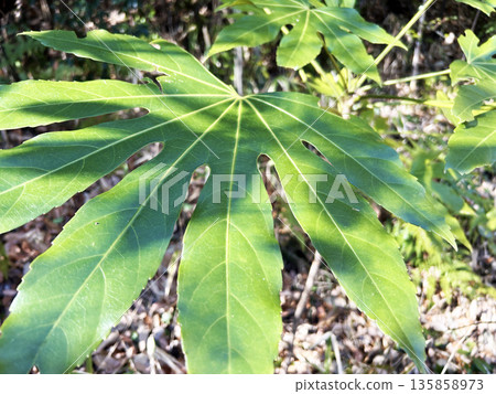 Fatsia basking in the light Fatsia basking in the light 135858973