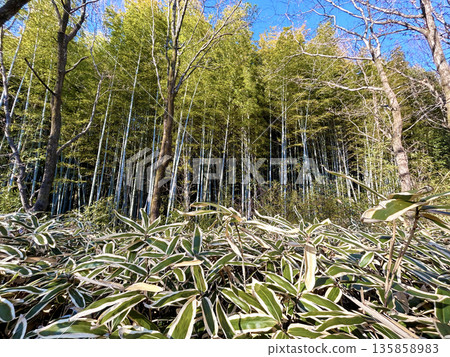 Bamboo forest and bamboo grass Bamboo forest and bamboo grass 135858983