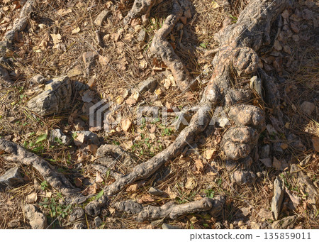 Abstract interlacing of tree roots among fallen leaves Abstract interlacing of tree roots among fallen leaves 135859011