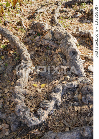 Abstract interlacing of tree roots among fallen leaves 135859087