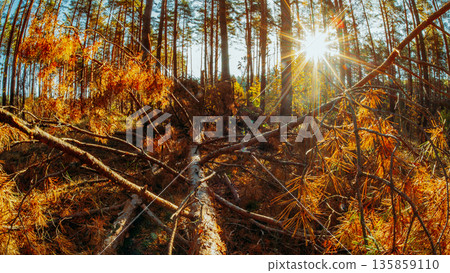 Forest Stream in Autumn with Golden Larch Foliage 135859110