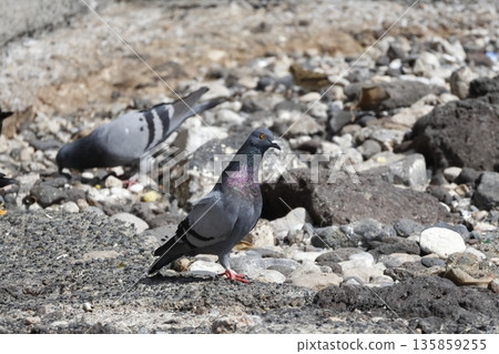 Domestic pigeons Columba livia livia Domestic pigeons Columba livia livia 135859255