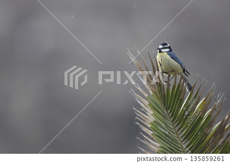 African blue tit. African blue tit. 135859261