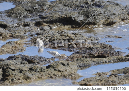 Sanderlings Calidris alba feeding. 135859300
