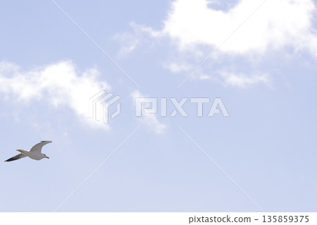Yellow-legged gull in flight. Yellow-legged gull in flight. 135859375