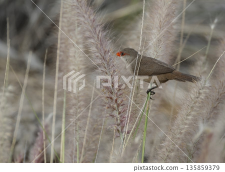 Common waxbill Estrilda astrild. Common waxbill Estrilda astrild. 135859379