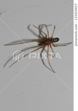 Male cupboard spider. 135859457