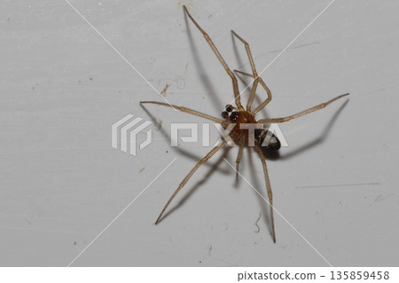 Male cupboard spider. 135859458
