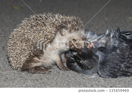 North African hedgehog. North African hedgehog. 135859469