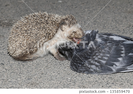 North African hedgehog. 135859470