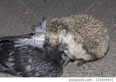 North African hedgehog. North African hedgehog. 135859471