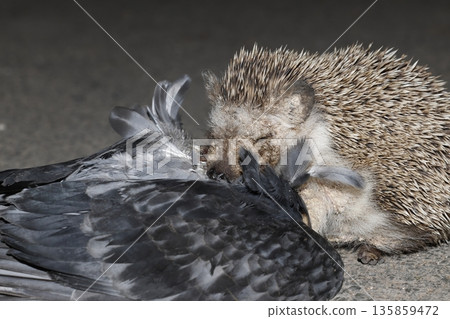 North African hedgehog. 135859472