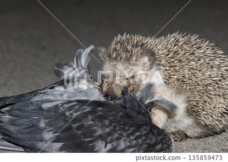 North African hedgehog. North African hedgehog. 135859473