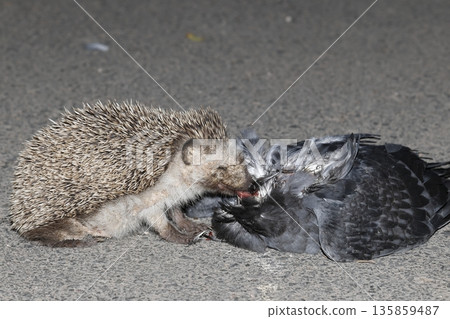 North African hedgehog. North African hedgehog. 135859487