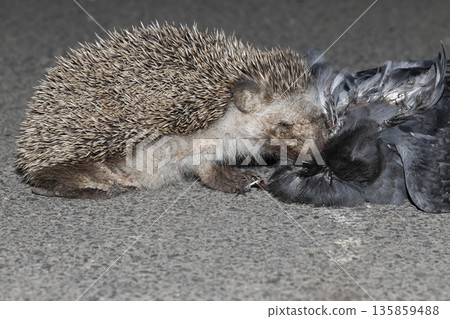 North African hedgehog. North African hedgehog. 135859488