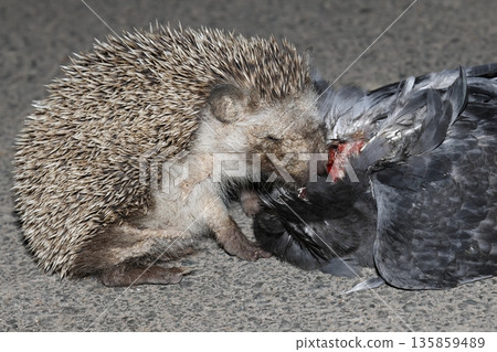 North African hedgehog. North African hedgehog. 135859489