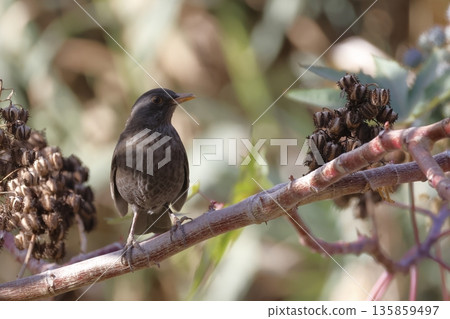 Female common blackbird. Female common blackbird. 135859497