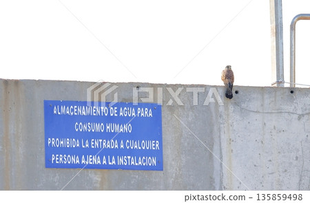 Male common kestrel next to a sign. Male common kestrel next to a sign. 135859498