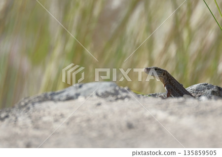 Juvenile Gran Canaria giant lizard. Juvenile Gran Canaria giant lizard. 135859505