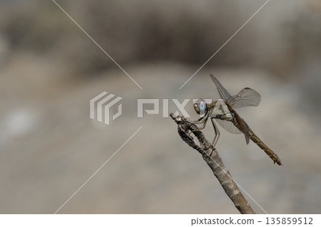 Female scarlet dragonfly. 135859512
