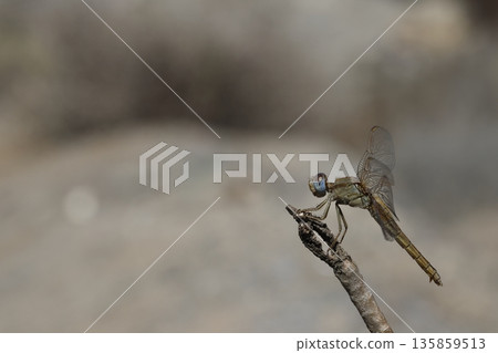 Female scarlet dragonfly. Female scarlet dragonfly. 135859513