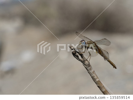 Female scarlet dragonfly. Female scarlet dragonfly. 135859514
