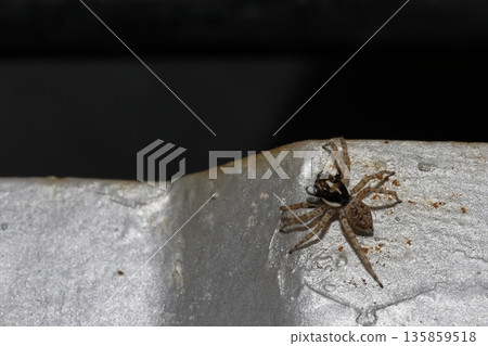 Half-edged wall jumping spider. Half-edged wall jumping spider. 135859518
