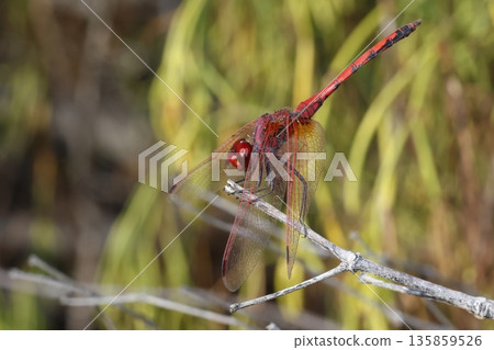 Male red-veined dropwing. Male red-veined dropwing. 135859526