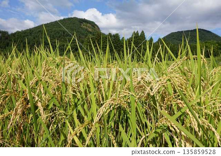 Ear of rice New rice Autumn Ear of rice New rice Autumn 135859528