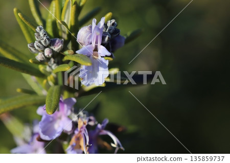 Rosemary flowers, buds and fleshy leaves blooming in the winter garden Rosemary flowers, buds and fleshy leaves blooming in the winter garden 135859737