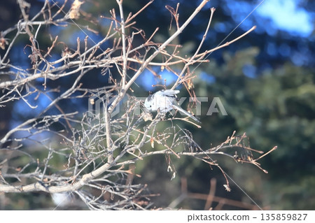A long-tailed tit perched on a roadside tree branch in Hokkaido in mid-winter 135859827
