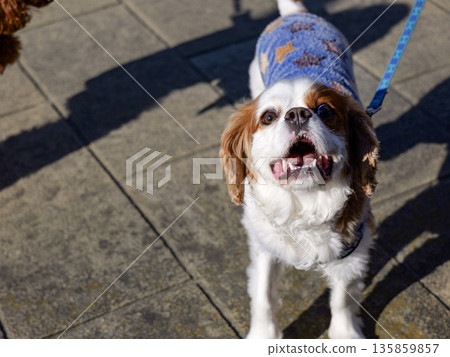 Sitting dog Sitting dog 135859857
