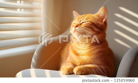 Serene Orange Cat Basking in Sunlight with Eyes Closed on Chair 135859960