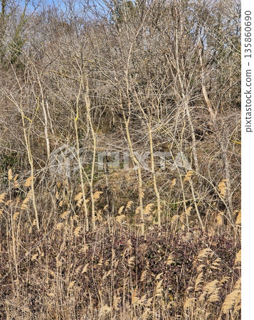 Intricate winter forest thicket. abstract pattern of bare branches Intricate winter forest thicket. abstract pattern of bare branches 135860690