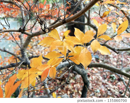 Vivid Enkianthus campanulatus Vivid Enkianthus campanulatus 135860700