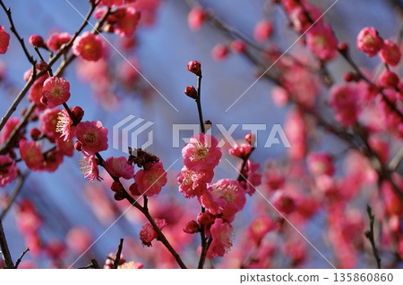 粉紅色的梅花綻放在藍天 135860860