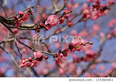 藍天梅花初開 135860861