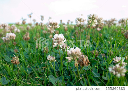 Flowers blooming on the bank Flowers blooming on the bank 135860883