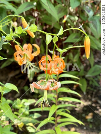 Bright orange flower Bright orange flower 135861021
