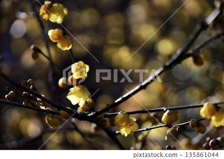 Golden glittering wintersweet flowers 135861044