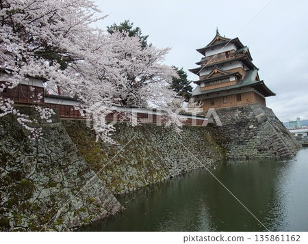 在高島城堡的櫻花 135861162