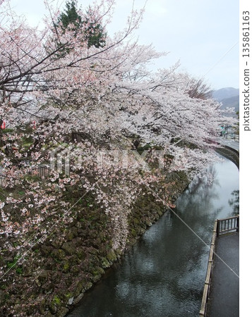 在高島城堡的櫻花 135861163