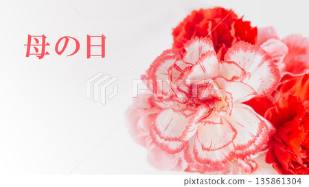 Mother's Day red and pink carnation background on white background Mother's Day red and pink carnation background on white background 135861304