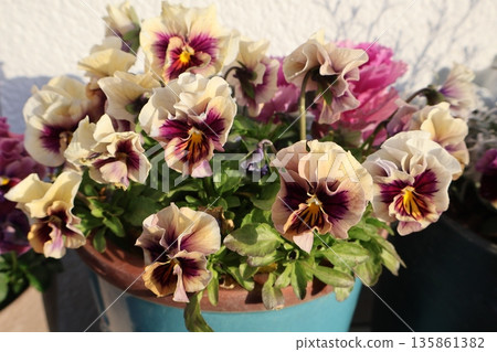 盆栽雙色褶邊堇菜 135861382