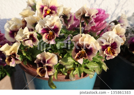 盆栽雙色褶邊堇菜 135861383