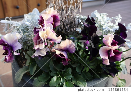 褶邊紫羅蘭和銀葉植物種植 135861384