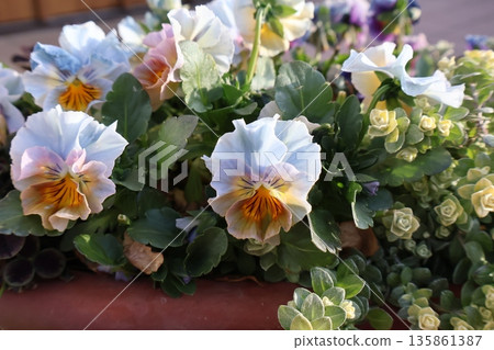Light blue frill viola flower arrangement Light blue frill viola flower arrangement 135861387