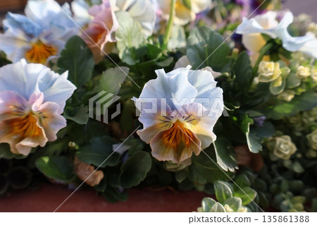 Light blue frill viola Light blue frill viola 135861388